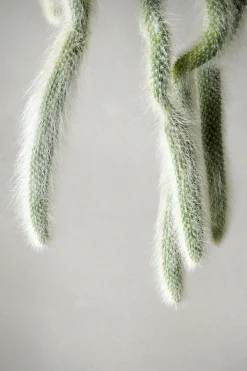 Hængeplanter|Ørkenplanter Og Knoldplanter^PLANT Monkey's Tail kaktus