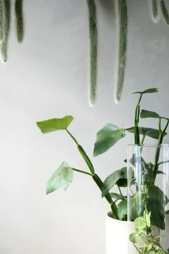 Hængeplanter|Ørkenplanter Og Knoldplanter^PLANT Monkey's Tail kaktus