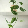 Hængeplanter|Tropiske Planter^PLANT Monstera Acuminata