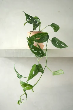 Hængeplanter|Tropiske Planter^PLANT Monstera Acuminata