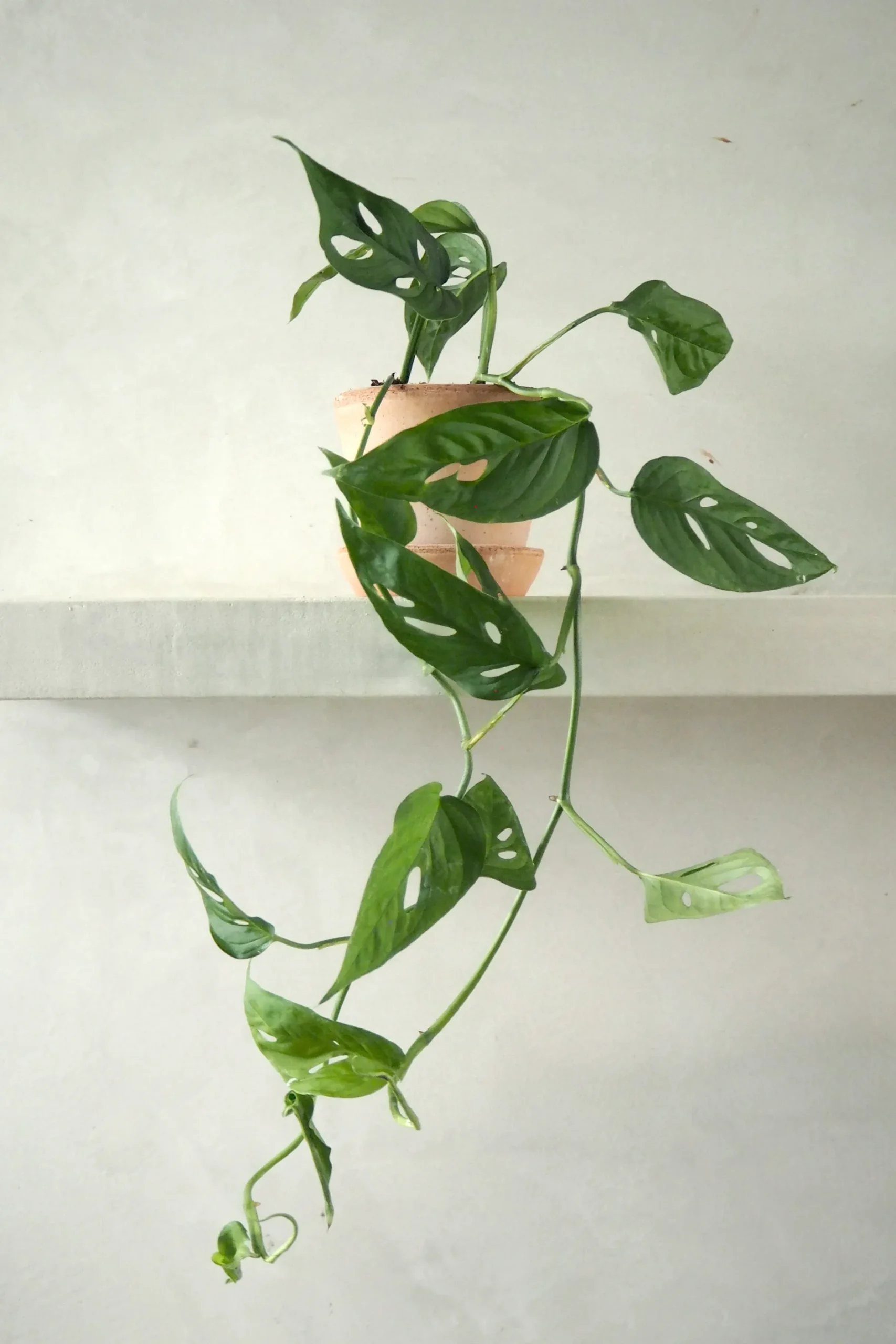 Hængeplanter|Tropiske Planter^PLANT Monstera Acuminata