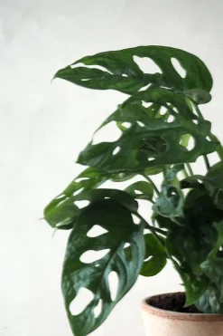 Hængeplanter|Danskavlede Planter^PLANT Monstera Adansonii