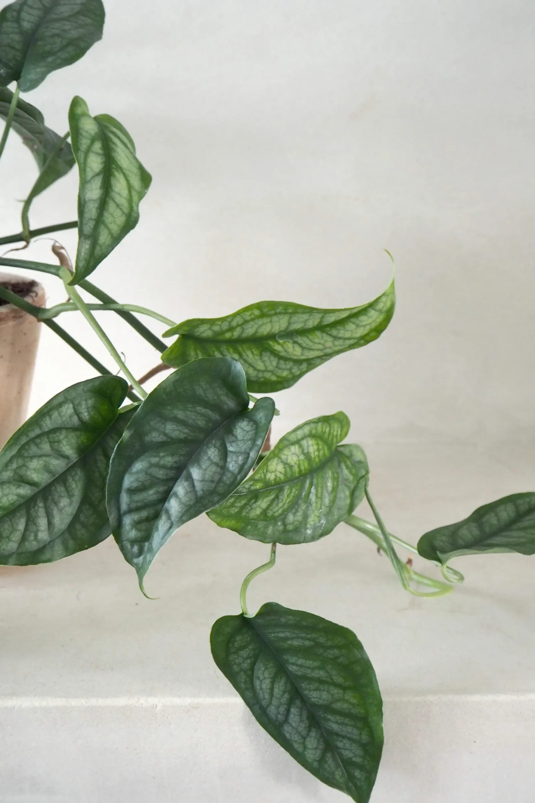 Hængeplanter|Tropiske Planter^PLANT Monstera siltepecana
