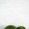 Terrarie Diy Kit|Planter Og Værktøj Til Terrarier^PLANT Mos