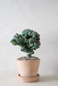 Ørkenplanter Og Knoldplanter|Danskavlede Planter^PLANT Myrtillocactus geometrizans cr. minor