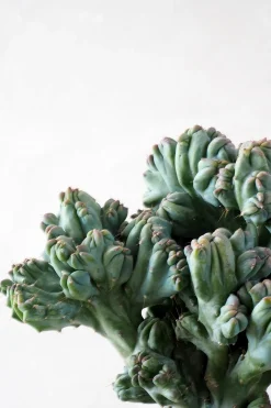 Ørkenplanter Og Knoldplanter|Danskavlede Planter^PLANT Myrtillocactus geometrizans cr. minor