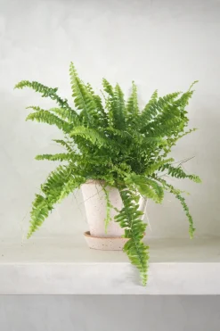 Tropiske Planter^PLANT Nyrebregne