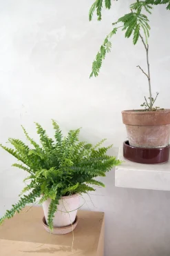 Tropiske Planter^PLANT Nyrebregne