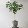 Tropiske Planter^PLANT Opstammet Schefflera