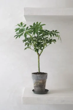 Tropiske Planter^PLANT Opstammet Schefflera