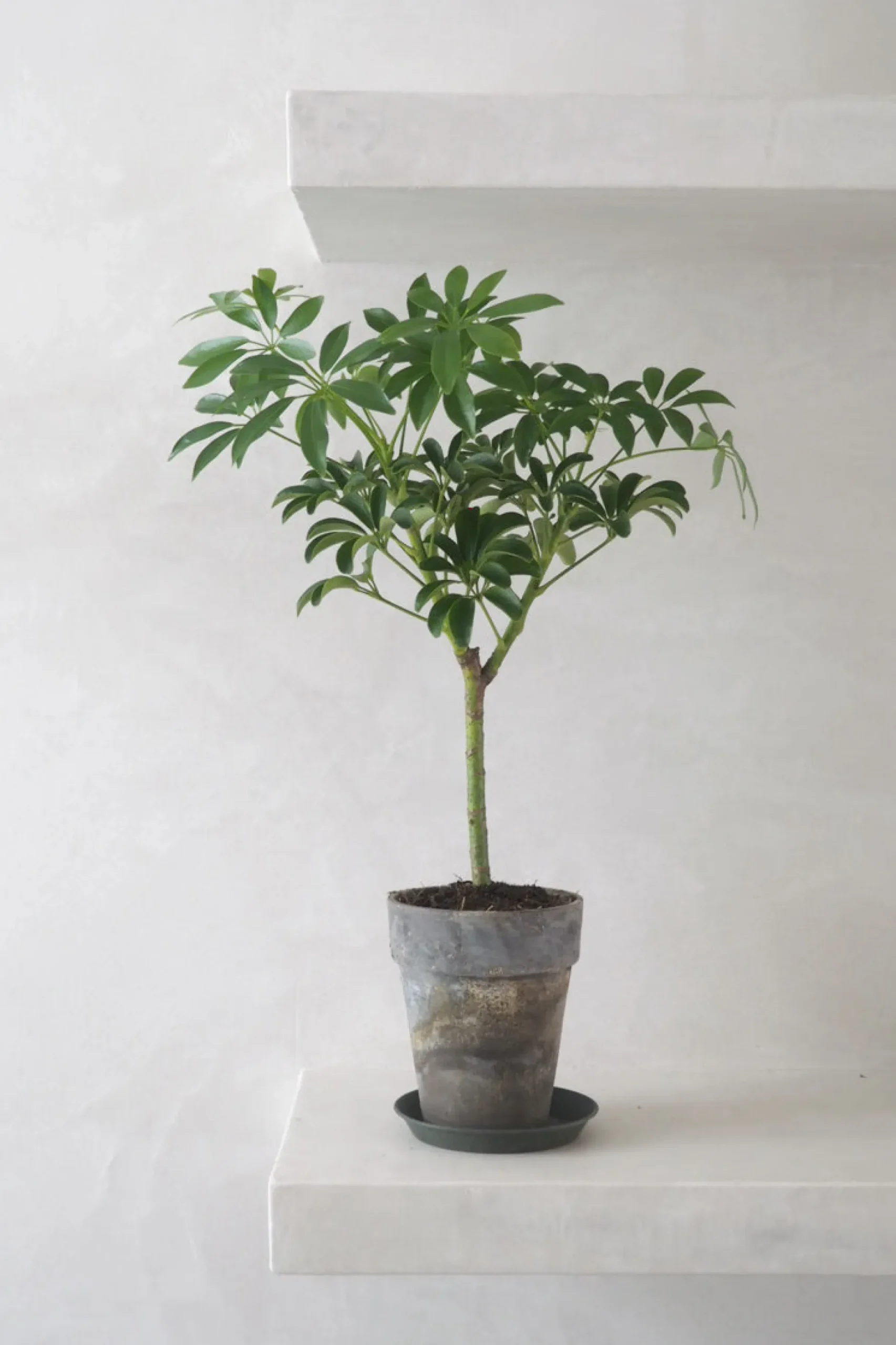 Tropiske Planter^PLANT Opstammet Schefflera