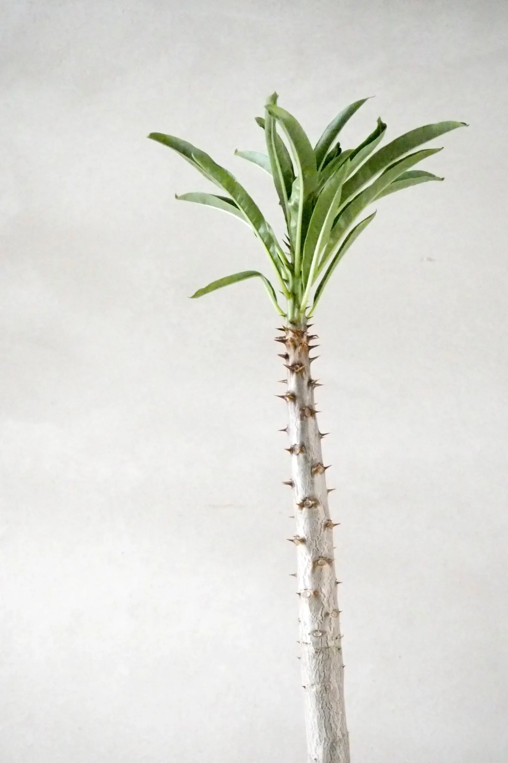 Ørkenplanter Og Knoldplanter^PLANT Pachypodium rutenbergianum