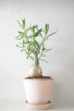Ørkenplanter Og Knoldplanter^PLANT Pachypodium succulentum, stor
