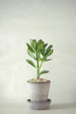 Ørkenplanter Og Knoldplanter|Danskavlede Planter^PLANT Paradistræ
