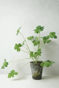 Duftgeranium|Danskavlede Planter^PLANT Pelargonium Tomantose