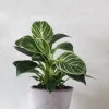 Tropiske Planter^PLANT Philodendron Birkin