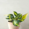 Hængeplanter|Danskavlede Planter^PLANT Philodendron Brazil