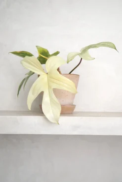 Tropiske Planter|Danskavlede Planter^PLANT Philodendron Florida Ghost