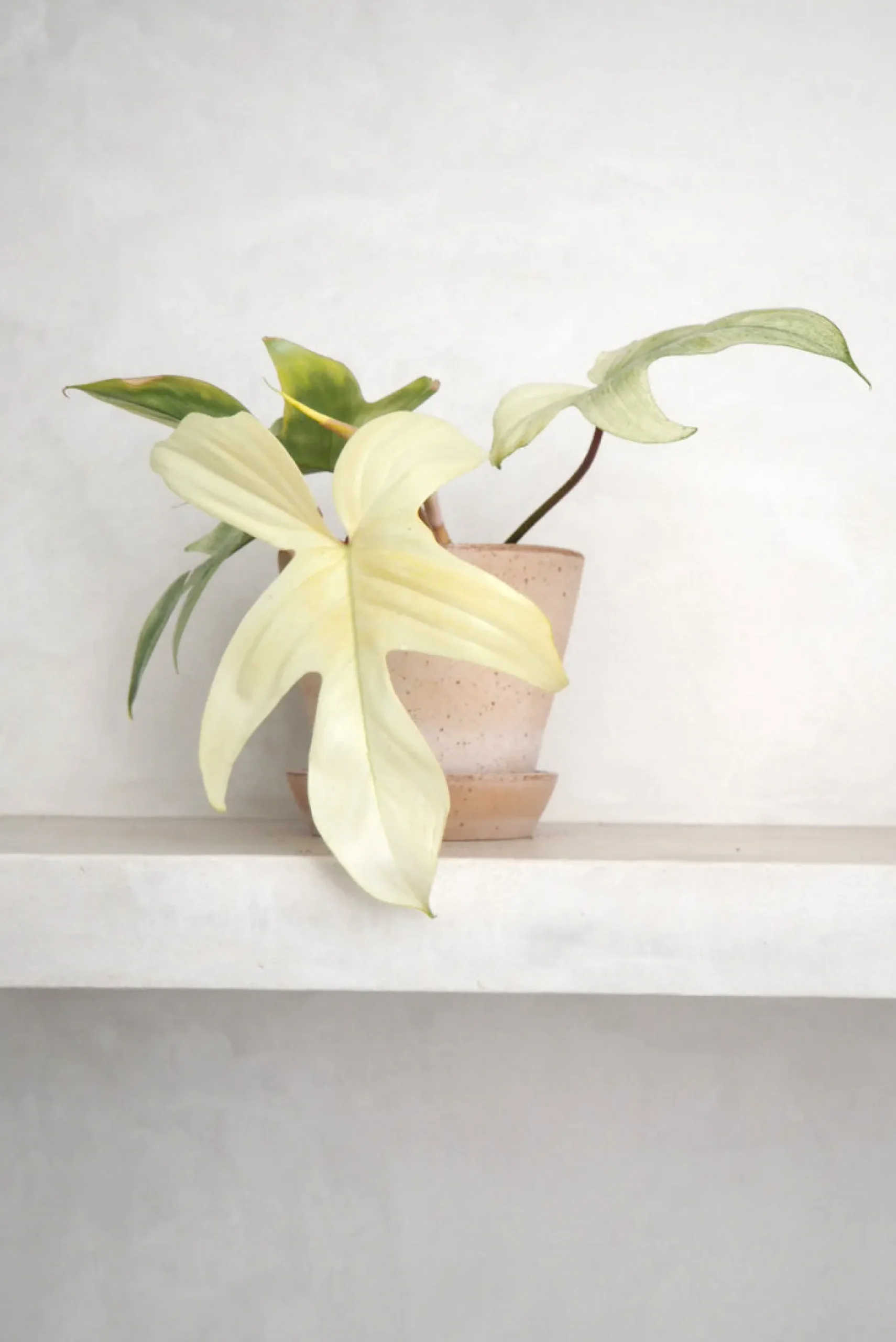 Tropiske Planter|Danskavlede Planter^PLANT Philodendron Florida Ghost