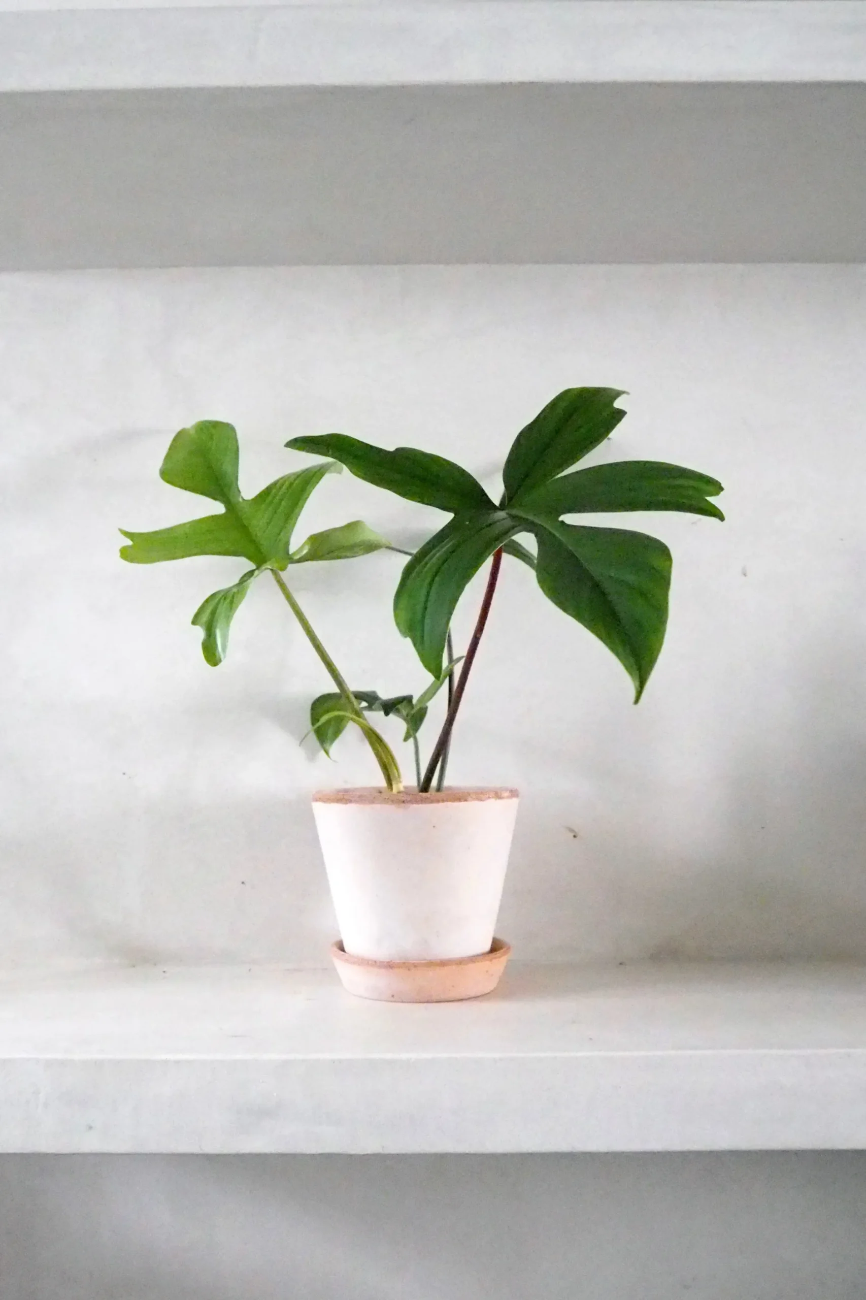 Tropiske Planter^PLANT Philodendron Green Florida