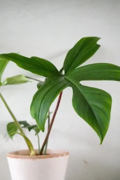 Tropiske Planter^PLANT Philodendron Green Florida