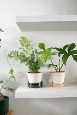 Tropiske Planter^PLANT Philodendron Green Florida