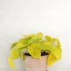 Hængeplanter|Tropiske Planter^PLANT Philodendron Lemon lime