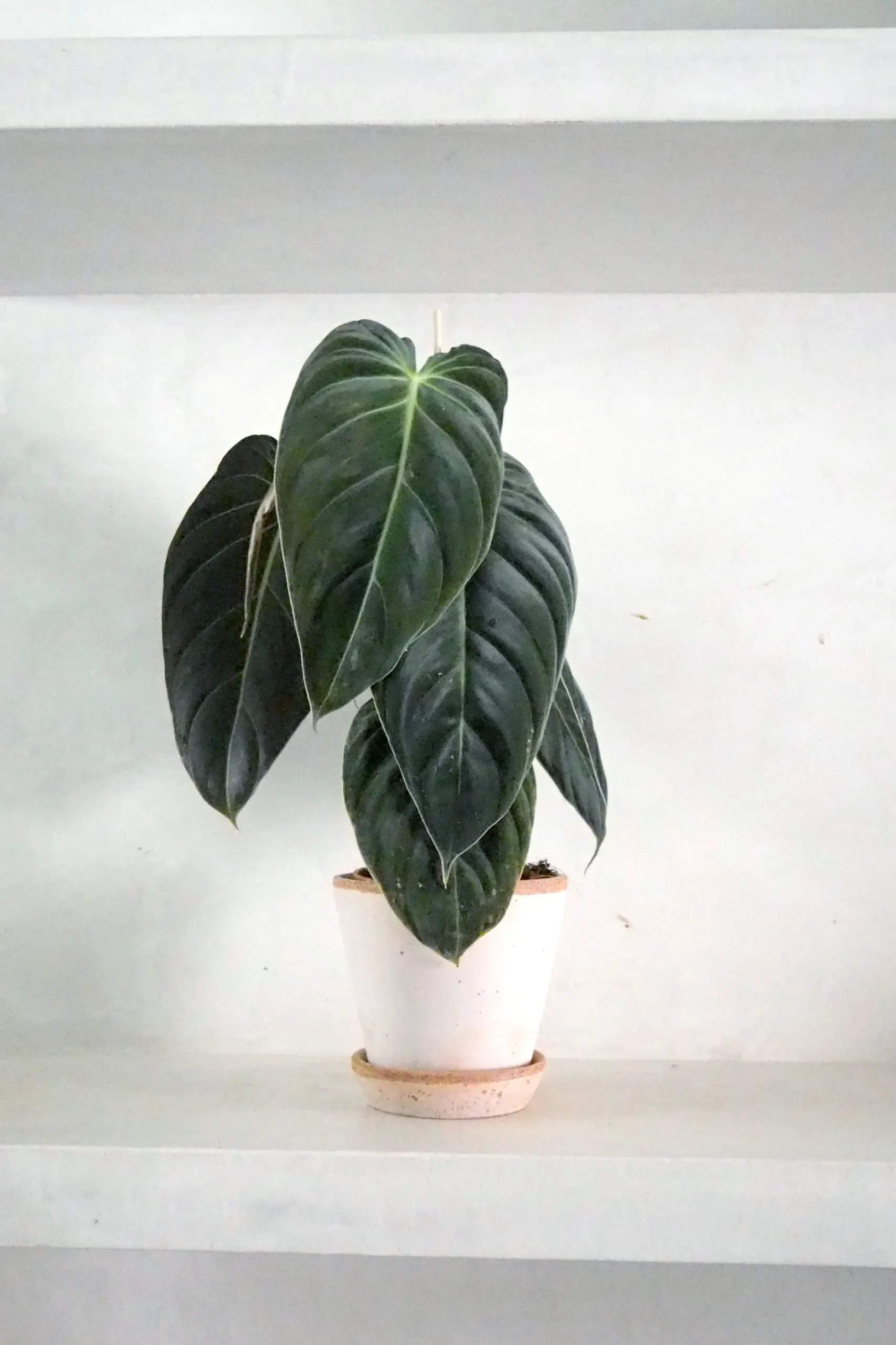 Tropiske Planter^PLANT Philodendron Melanochrysum
