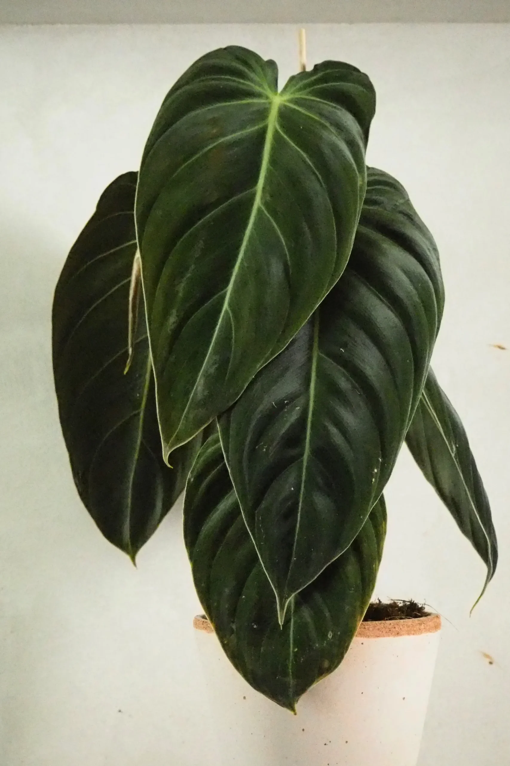 Tropiske Planter^PLANT Philodendron Melanochrysum