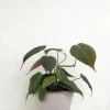 Hængeplanter|Tropiske Planter^PLANT Philodendron micans