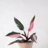 Tropiske Planter^PLANT Philodendron Pink princess