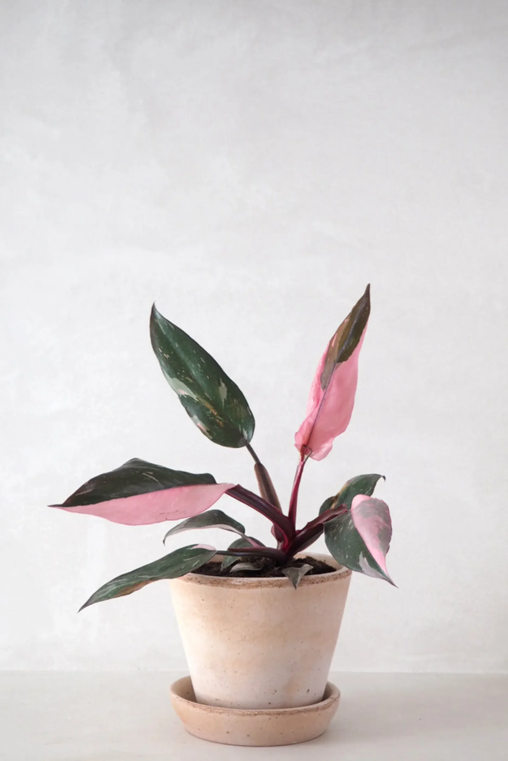 Tropiske Planter^PLANT Philodendron Pink princess