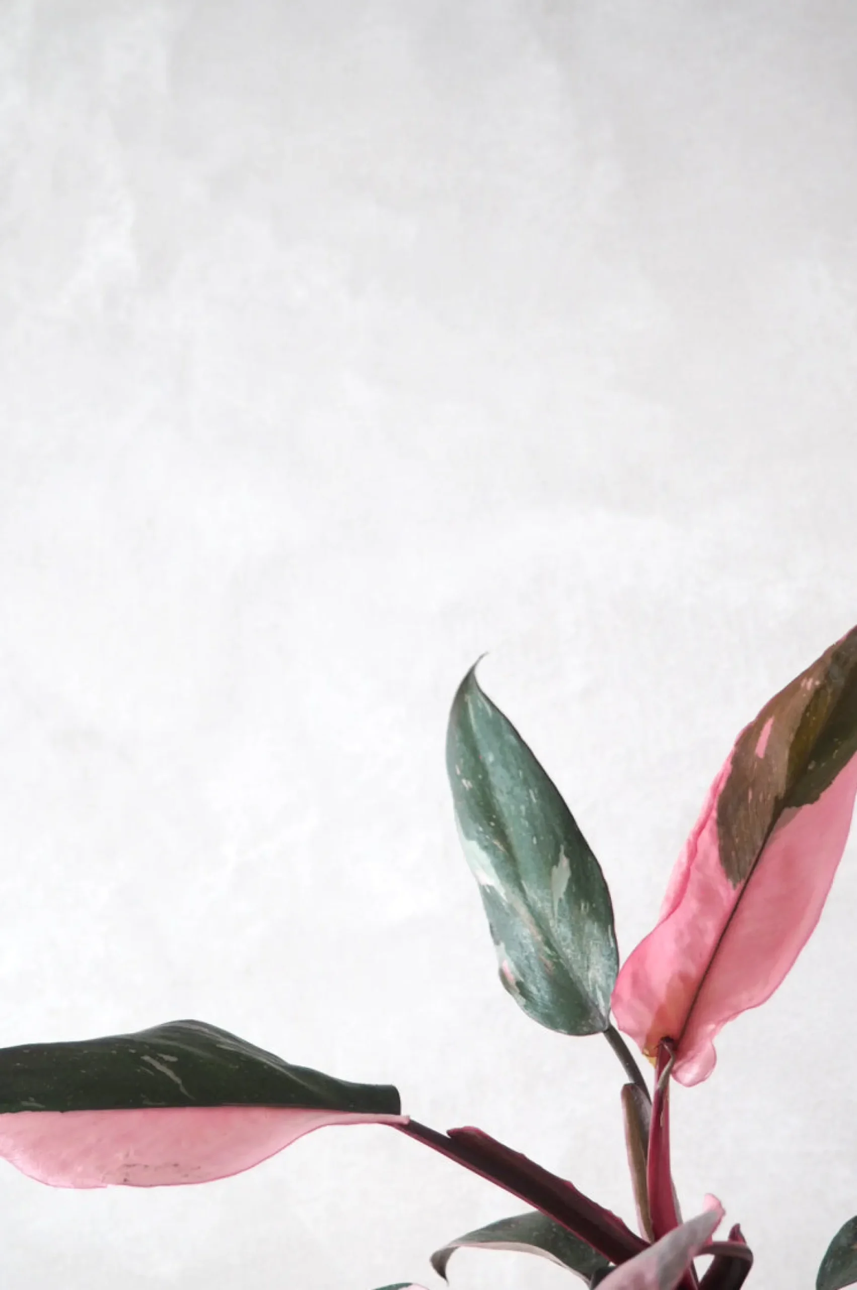 Tropiske Planter^PLANT Philodendron Pink princess