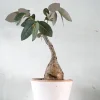 Ørkenplanter Og Knoldplanter^PLANT Phyllanthus mirabilis