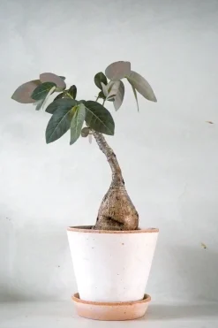 Ørkenplanter Og Knoldplanter^PLANT Phyllanthus mirabilis