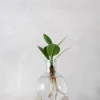 Planter I Vand^PLANT elampe, Clusia