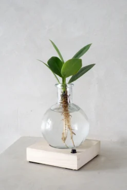 Planter I Vand^PLANT elampe, Clusia