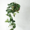 Planteplaneter|Hængeplanter^PLANT eplanet, Hoya carnosa