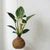 Planteplaneter|Hængeplanter^PLANT eplanet, Philodendron Birkin