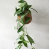 Planteplaneter|Hængeplanter^PLANT eplanet, Silver spot leaf