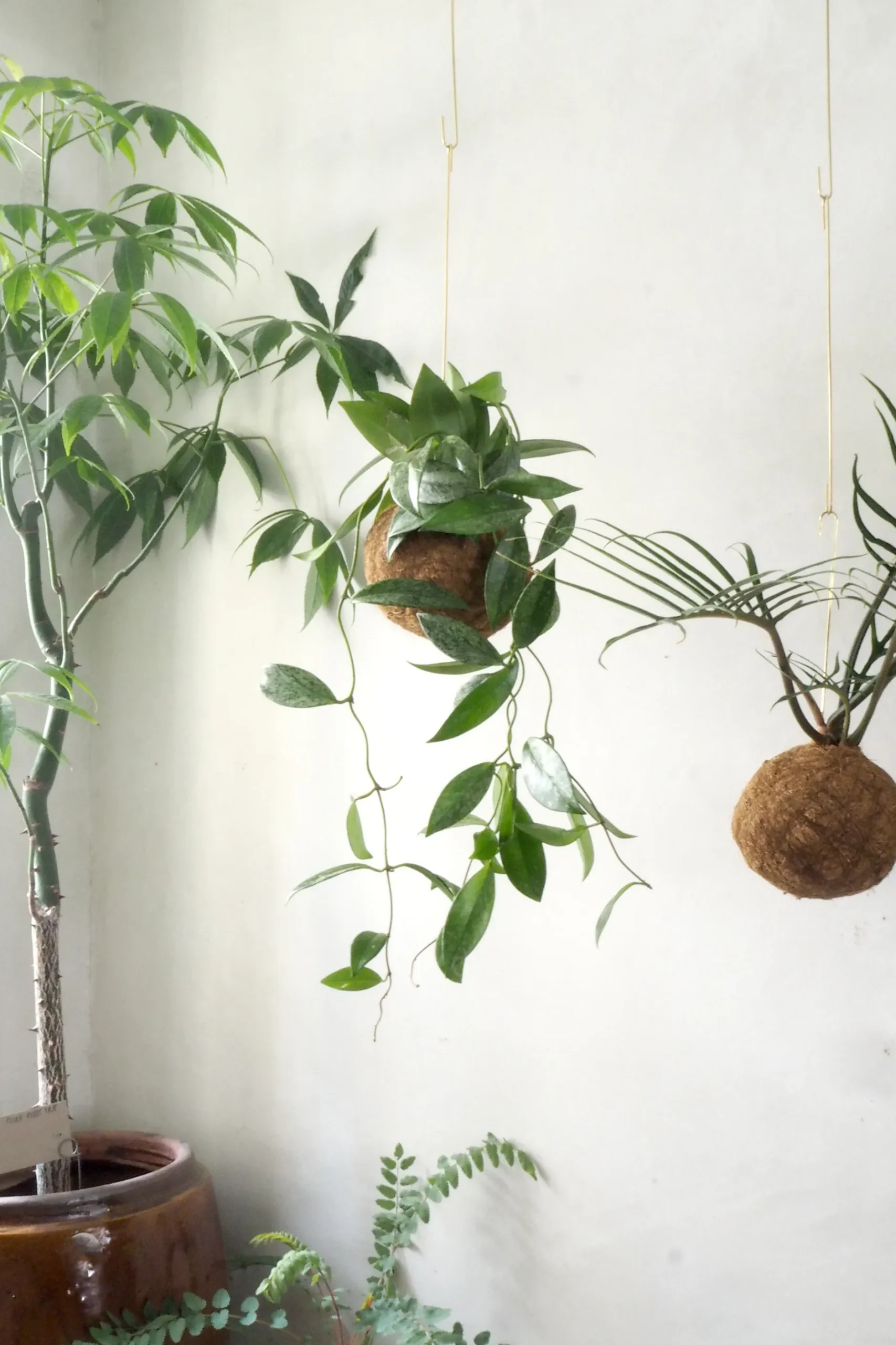 Planteplaneter|Hængeplanter^PLANT eplanet, Silver spot leaf