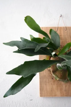 Plantetrofæer^PLANT etrofæ, Hjortetak, large