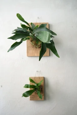 Plantetrofæer^PLANT etrofæ, Hjortetak, large