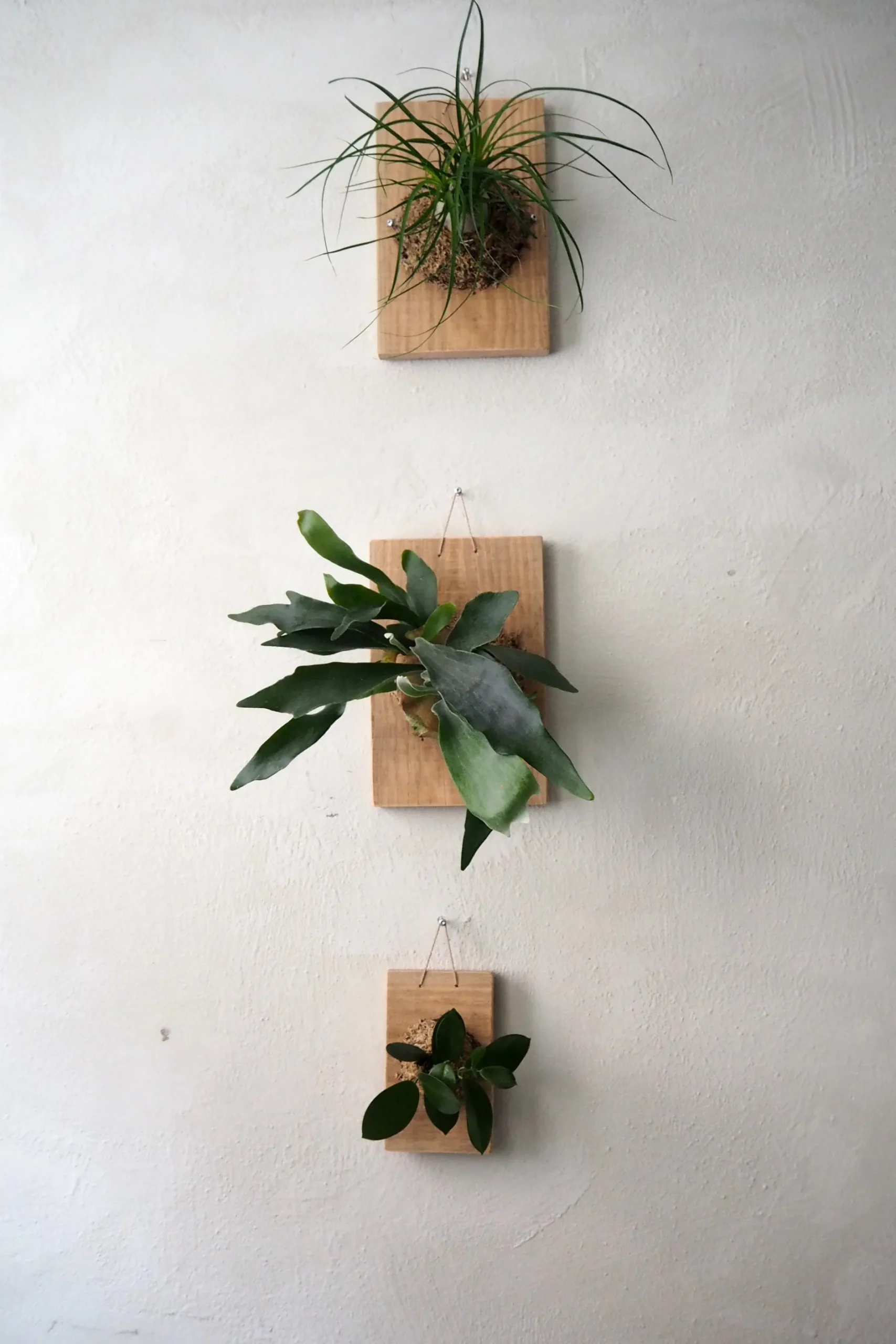 Plantetrofæer^PLANT etrofæ, Hjortetak, large