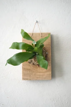 Plantetrofæer^PLANT etrofæ, Hjortetak, small