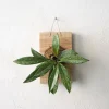Plantetrofæer^PLANT etrofæ, Hoya Sivler spot, small