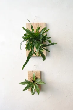 Plantetrofæer^PLANT etrofæ, Hoya Sivler spot, small