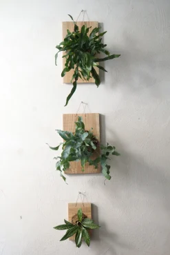 Plantetrofæer^PLANT etrofæ, Hoya Sivler spot, small