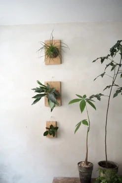 Plantetrofæer^PLANT etrofæ, Hoya Sivler spot, small