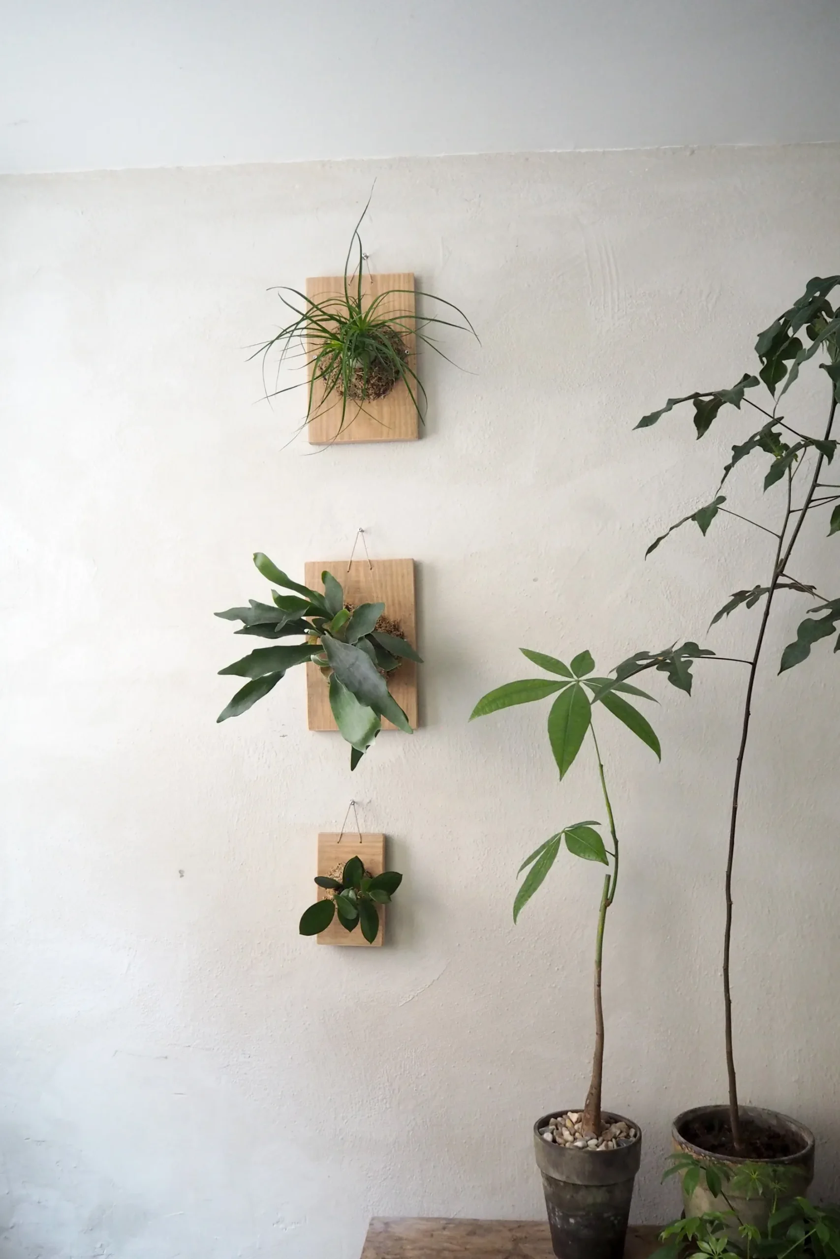 Plantetrofæer^PLANT etrofæ, Hoya Sivler spot, small